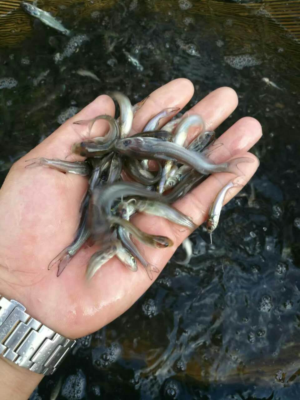 顺兴鱼苗养殖场(贵州分场)