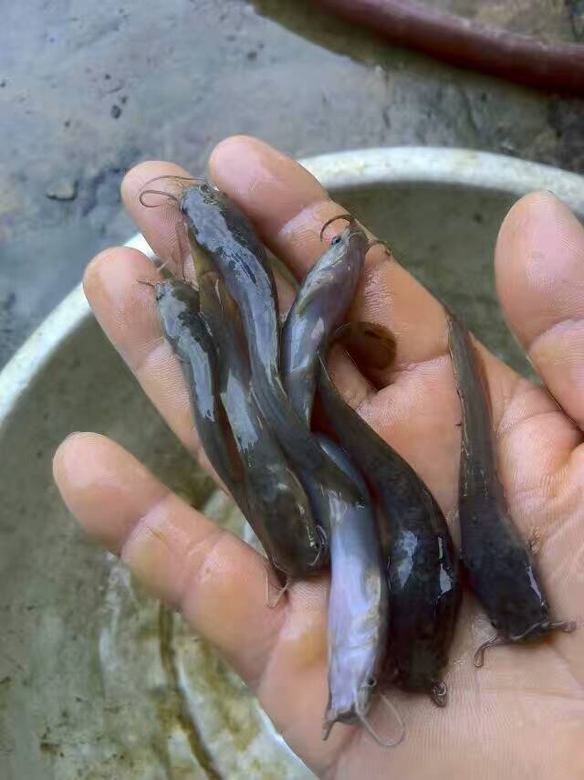 胡子鲶鱼苗,安顺鱼苗